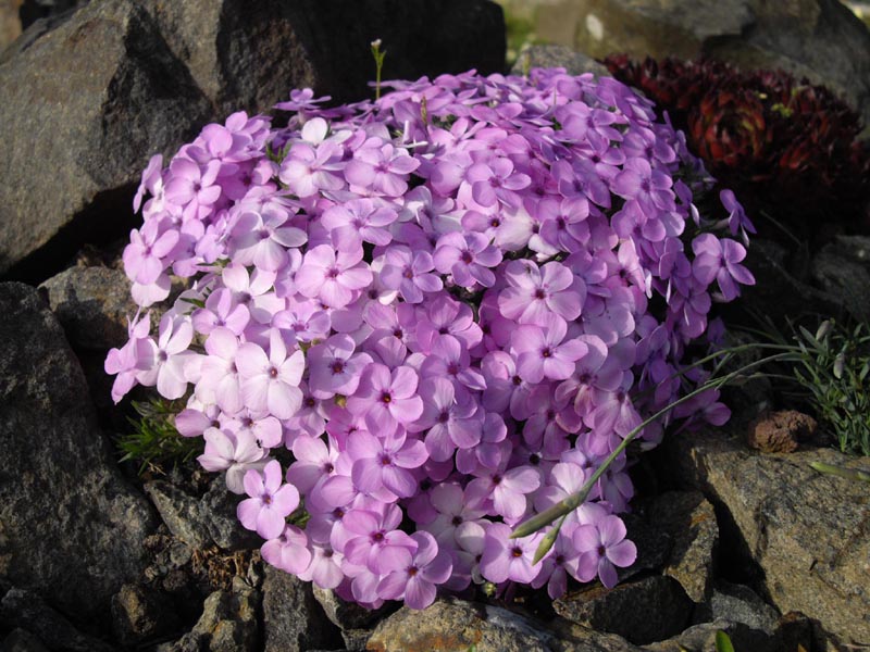 Phlox douglasii 'Eva' photo